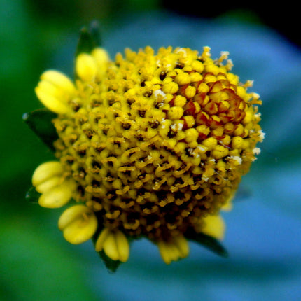 Dehydrated Jambu Flower Product From Amazon 100g/3.52 oz.